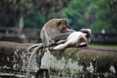 Monkeys in the temple