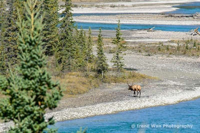 Wildlife in Jasper National Park