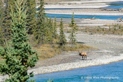 Wildlife in Jasper National Park