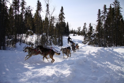 Dog sledding in Yellowknife
