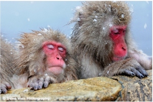 snow monkeys