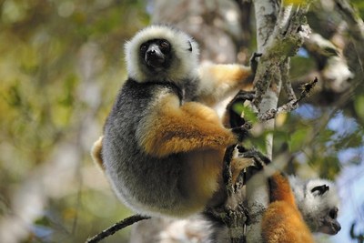 Lemur in Madagascar