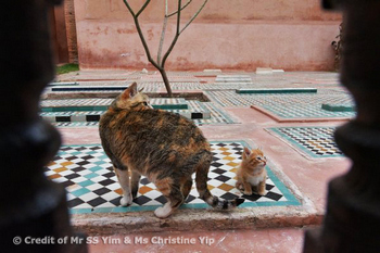 Cat in Marrakesh