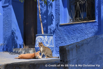 Leisure days in Chefchaouen