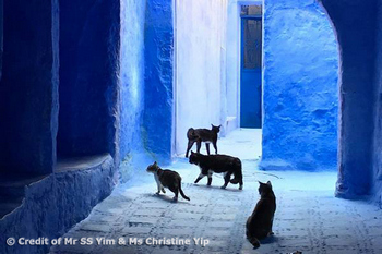 Cats in Chefchaouen