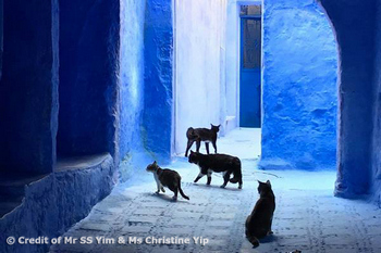 Chefchaouen Blue City