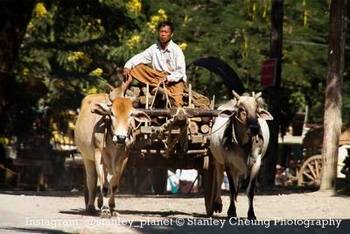 Buffalo cart