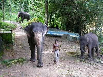 Elephant Safari