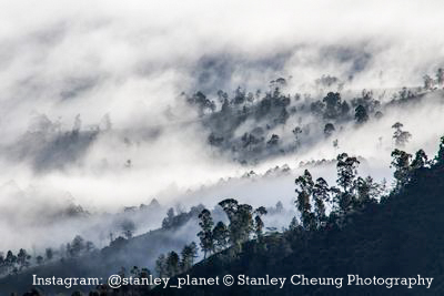 Tea Plantation in Nuwara Eliya