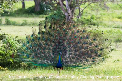 peacock