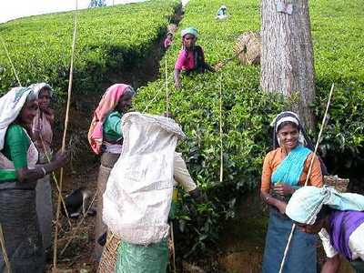 Tea Picking in Nuruwa Eliya